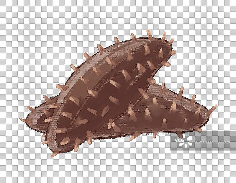 中药材 海参图片素材