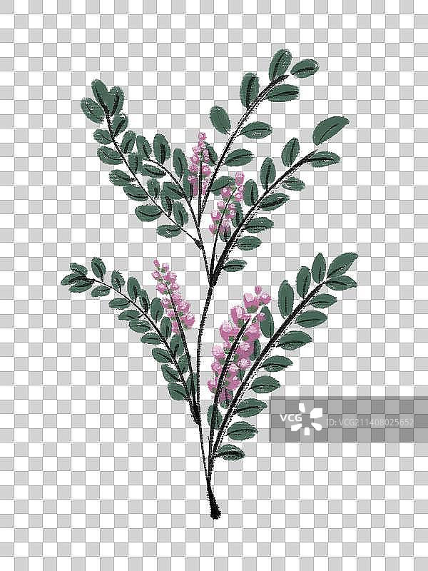 中药材植物甘草图片素材