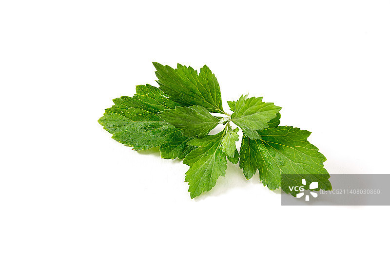 白色背景上的绿色艾草叶图片素材