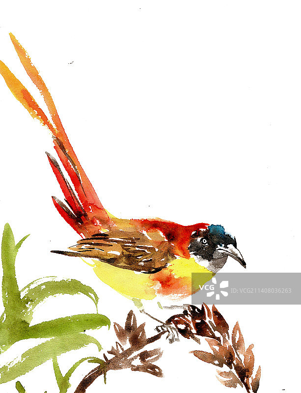 彩色的小鸟图片素材