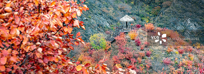 北京顺义舞彩浅山秋天漫山红叶图片素材