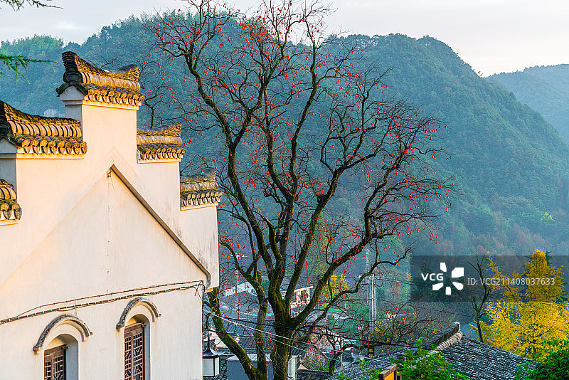 秋季浙江宁波余姚四明山丹山赤水柿林村图片素材