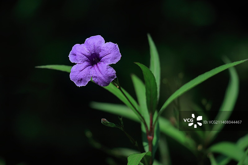 盛开的园林花朵爵床科芦莉草属植物蓝花草图片素材