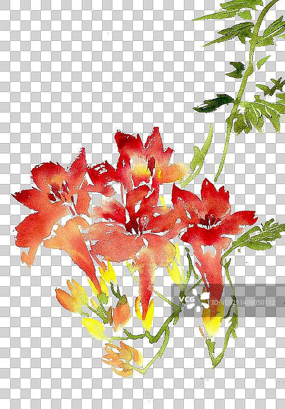 盛开的凌霄花图片素材