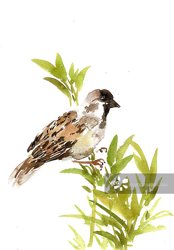 树叶上的麻雀图片素材