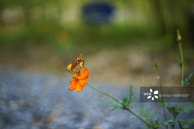 老豹蛱蝶图片素材