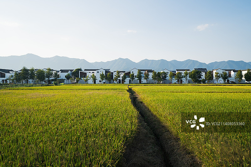 群山背景下秋季稻田中的杭派民居 东梓关村图片素材