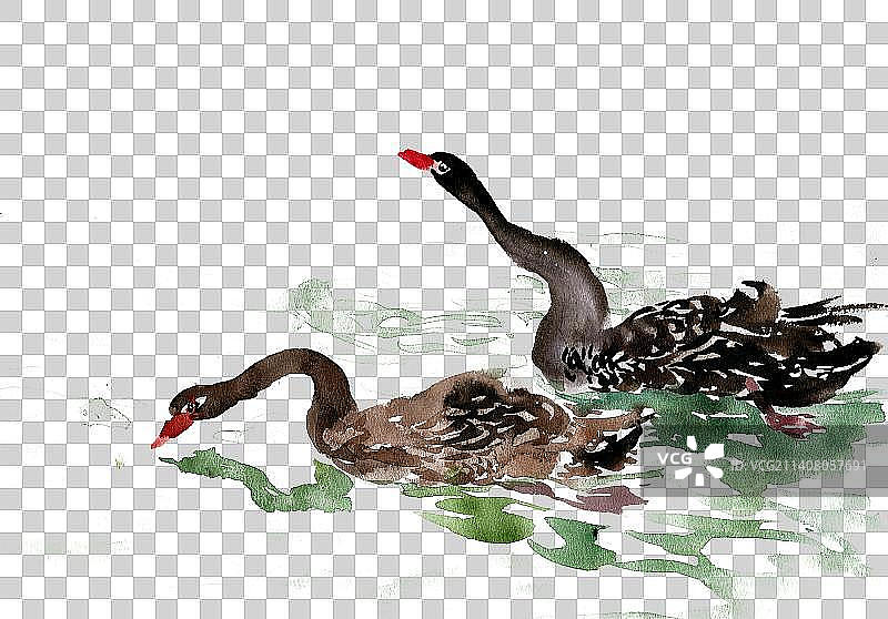 觅食的黑天鹅图片素材