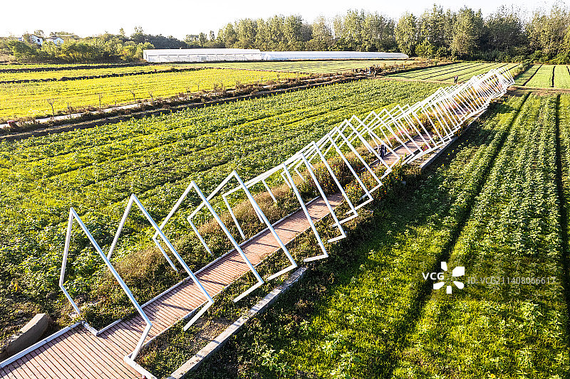 江苏扬州：航拍凌东村葵花田最美乡村游图片素材