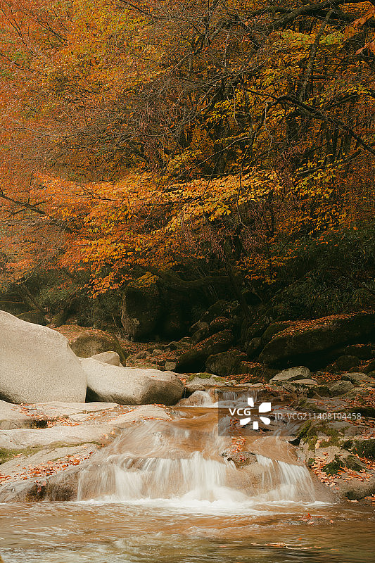 光雾山红色枫林下的小溪流水图片素材