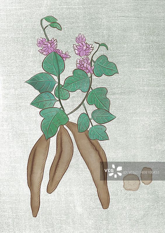 中药葛根图片素材