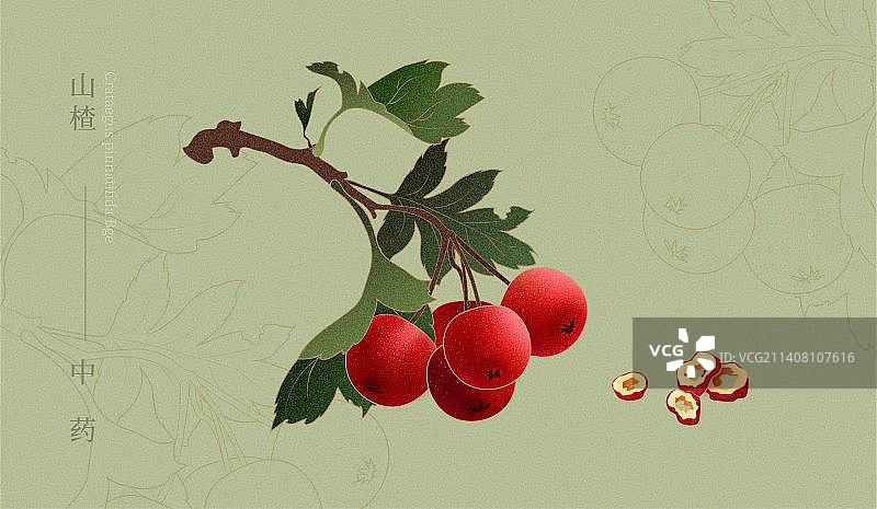 山楂山里红水果包装矢量插画图片素材