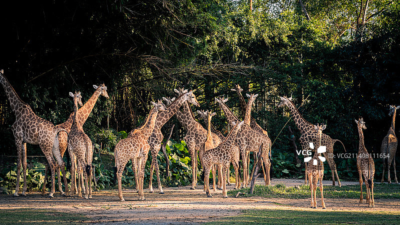 长隆动物园的长颈鹿群图片素材