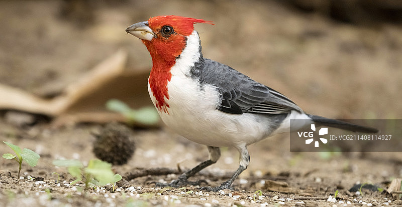 红冠红雀图片素材