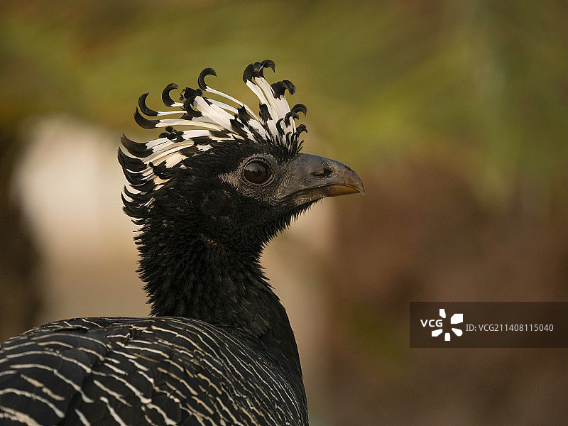 裸面蕉鹃图片素材