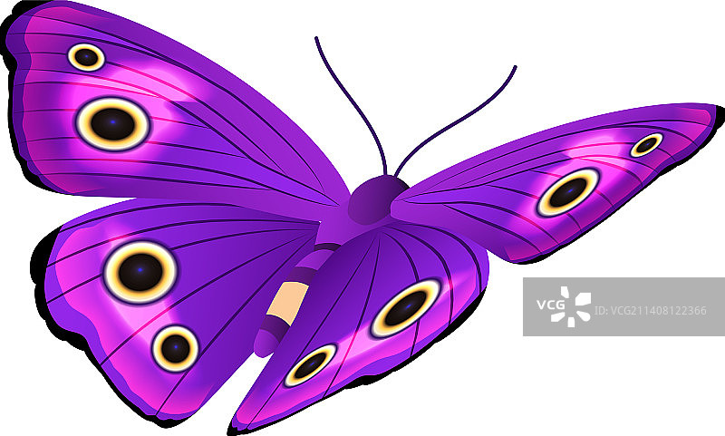 紫色蝴蝶与明亮图案翅膀图片素材