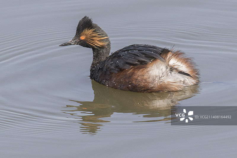 繁殖羽毛的须浮鸥图片素材