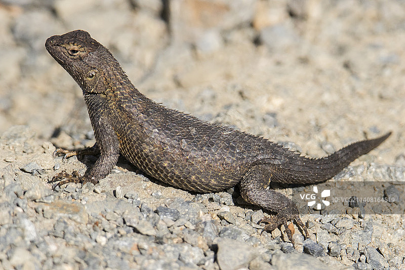 西部栅栏蜥蜴图片素材