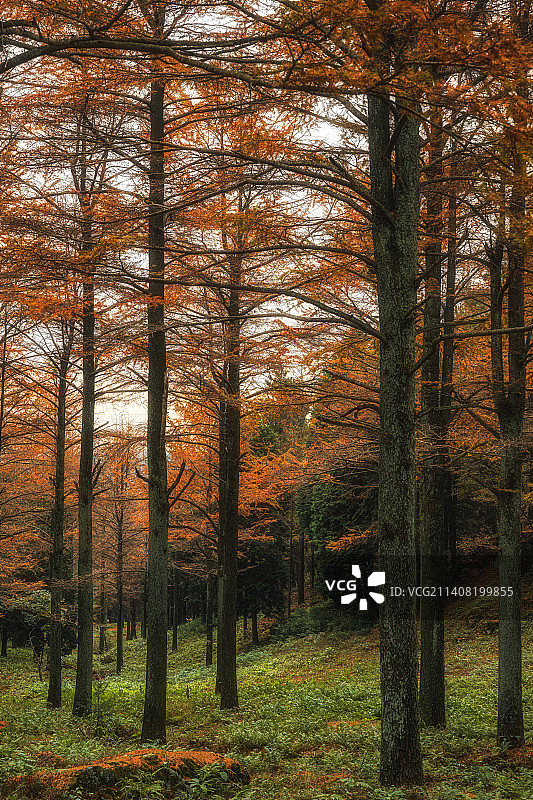 秋季宁波四明山金钱松林图片素材