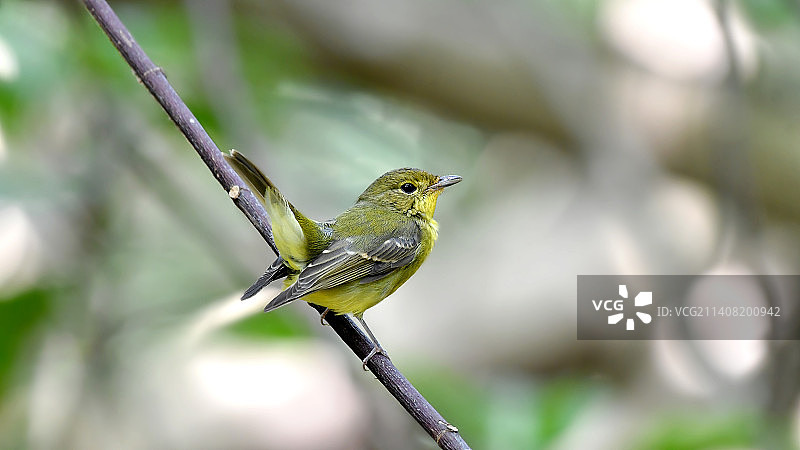 绿背姬鹟图片素材