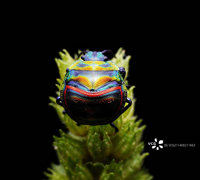 美丽的色彩，昆虫特写镜头。图片素材