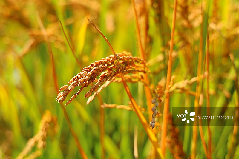 秋·稻图片素材