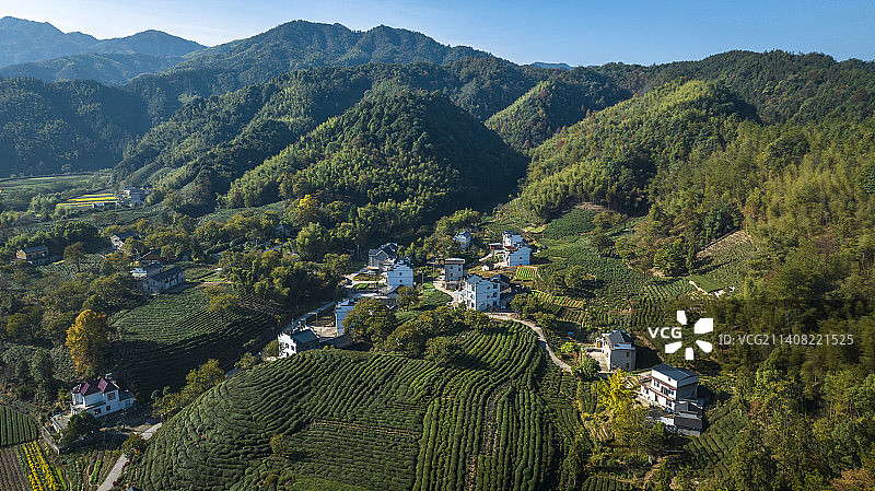黄山市休宁源芳乡的菊花田 茶园图片素材