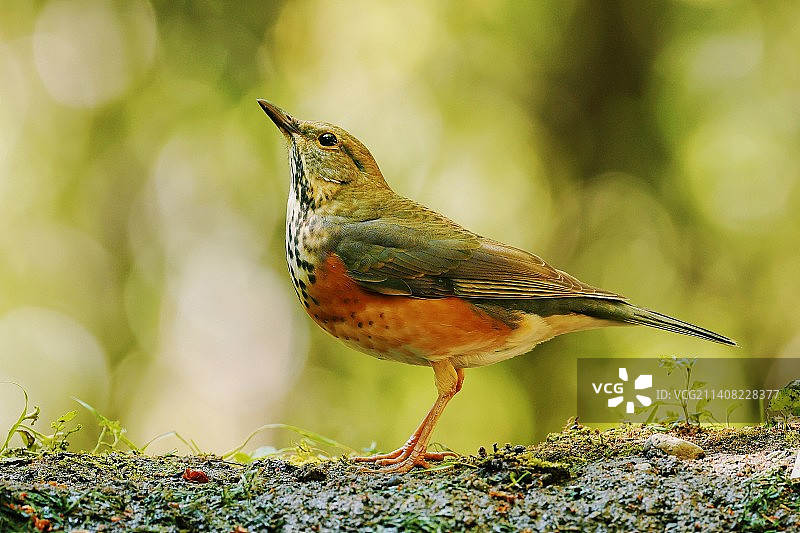 思考鸟生的灰背鸫图片素材