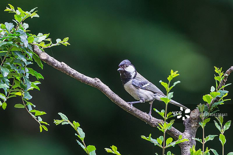大山雀图片素材