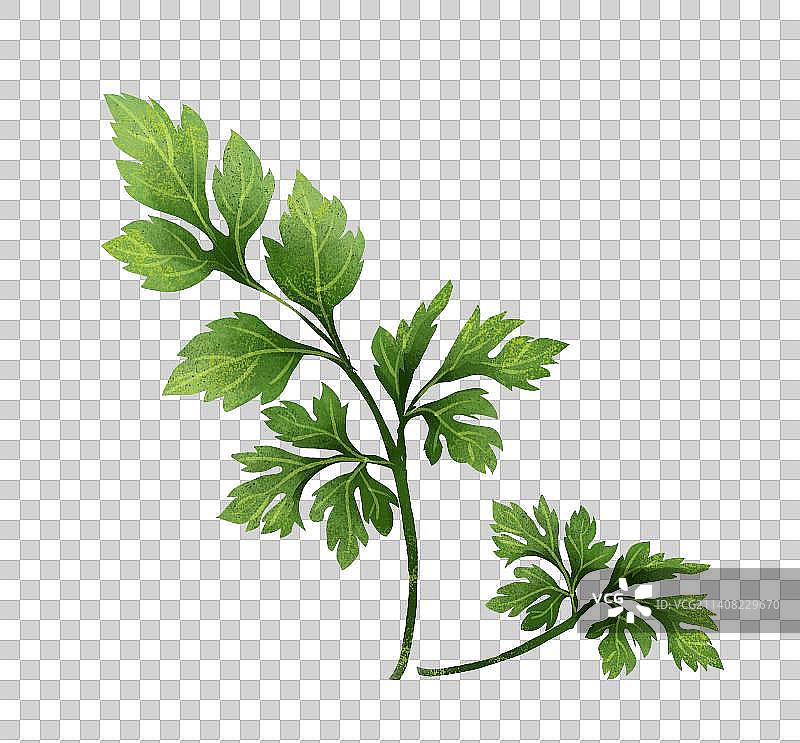 艾草元素图片素材