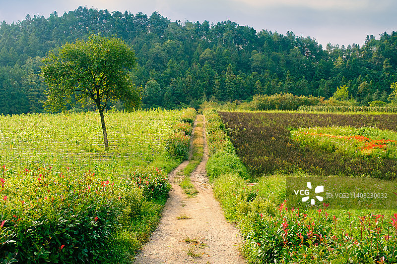 田园里的一条路和一棵树图片素材
