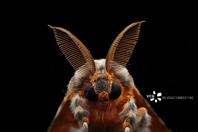 飞蛾触角图片素材