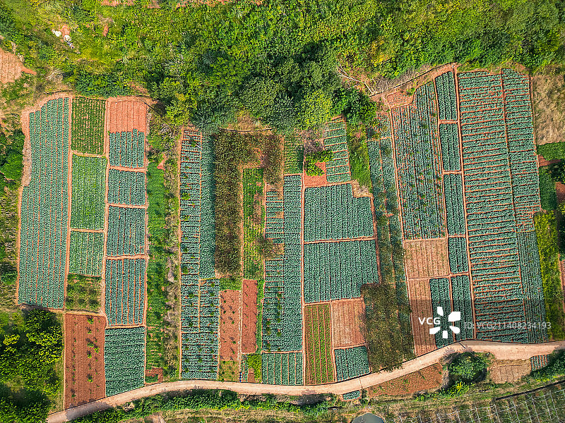航拍成都：金堂县境内的农田庄稼图片素材