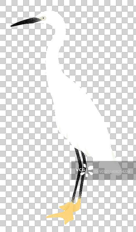 站立的白鹭手绘插画图片素材