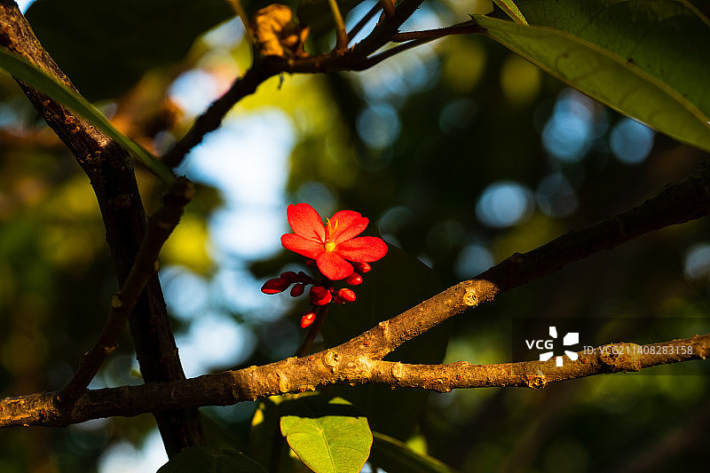 夹竹桃图片素材