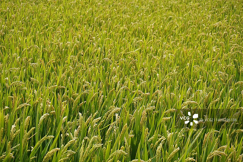 希望的稻田图片素材