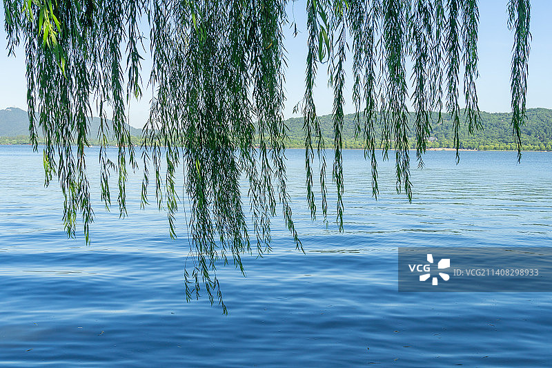 浙江杭州西湖的垂柳湖岸图片素材