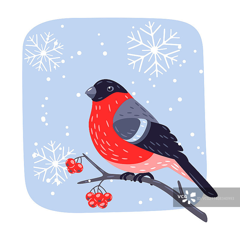 冬季鸟类红腹灰雀和花楸树图片素材