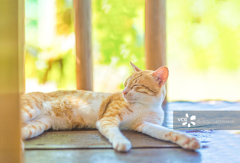 一只慵懒的猫咪在青年旅舍的地板上眯着眼睛午睡图片素材