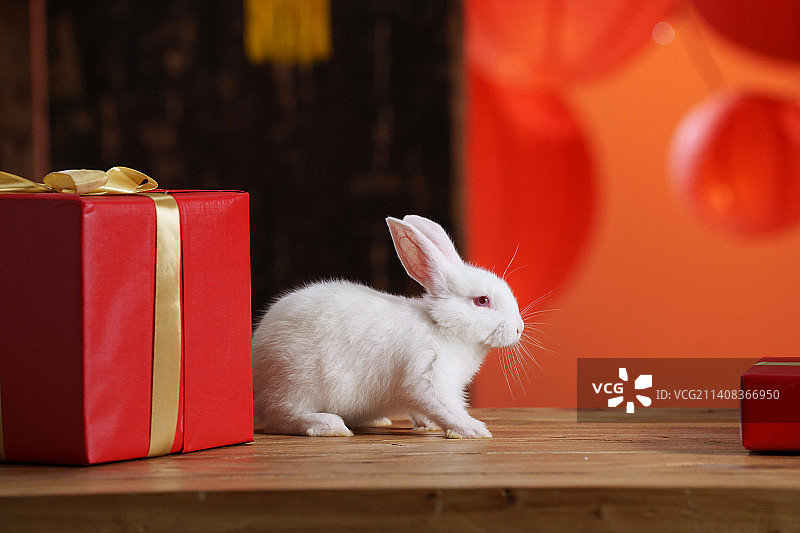 新年礼物盒中的兔子图片素材