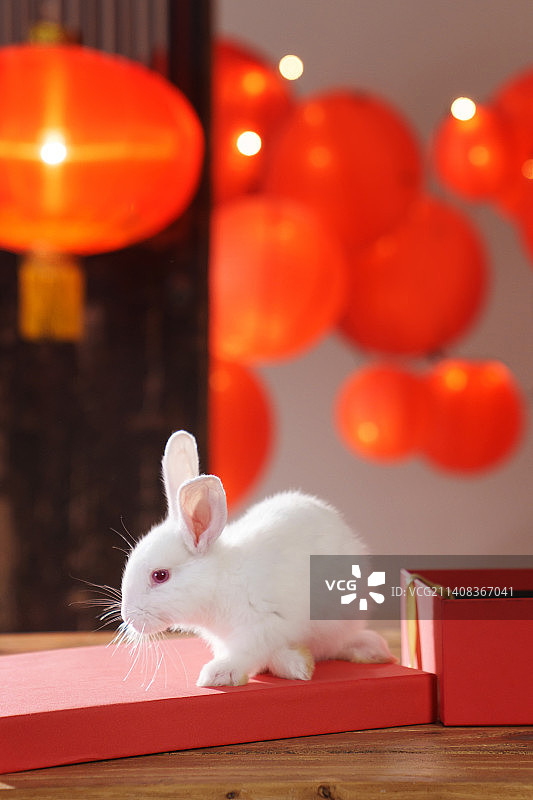 新年礼物盒中的兔子图片素材