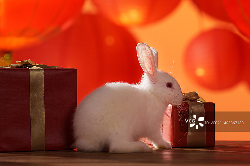 新年礼物盒和兔子图片素材