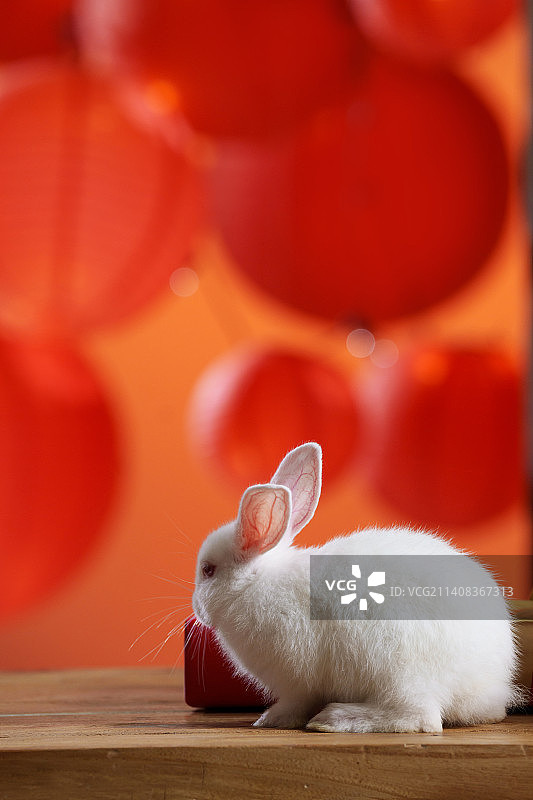 新年礼物盒和兔子图片素材