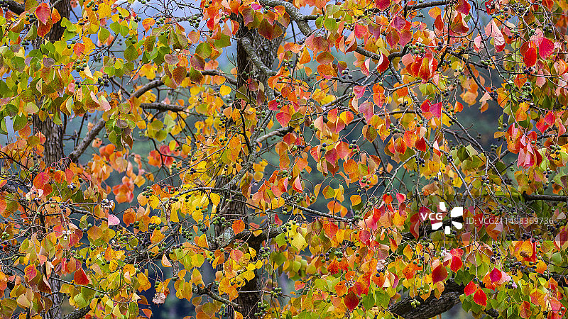 多彩乌桕图片素材
