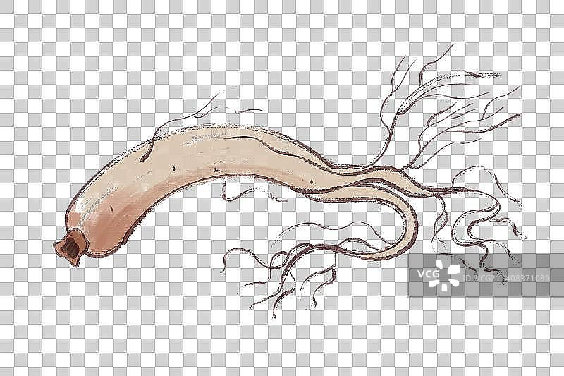 中草药材人参图片素材