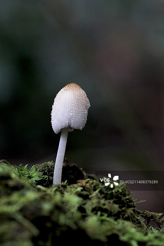 小蘑菇图片素材