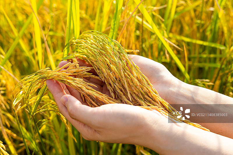 秋天稻田里女性的手捧着金黄色的稻穗图片素材