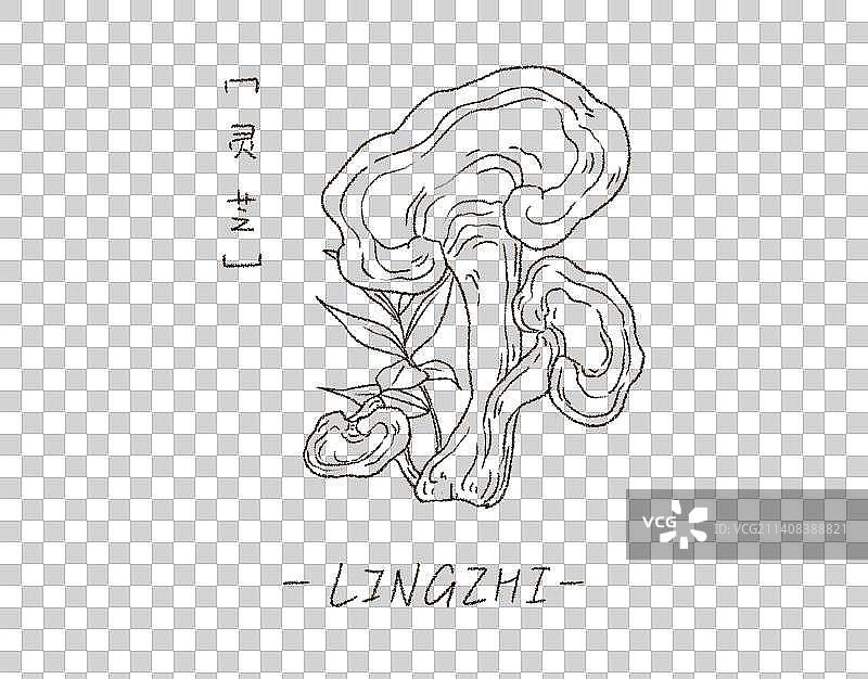 灵芝中医药材免抠png图片素材