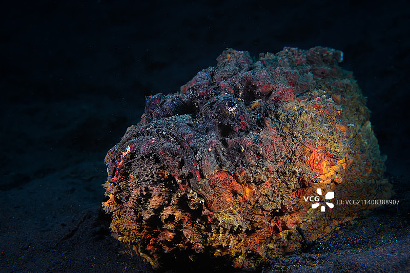 伪装大师-石头鱼图片素材