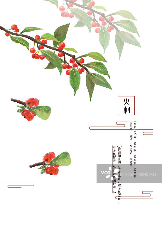 植物种草药火棘植叶花果实图片素材